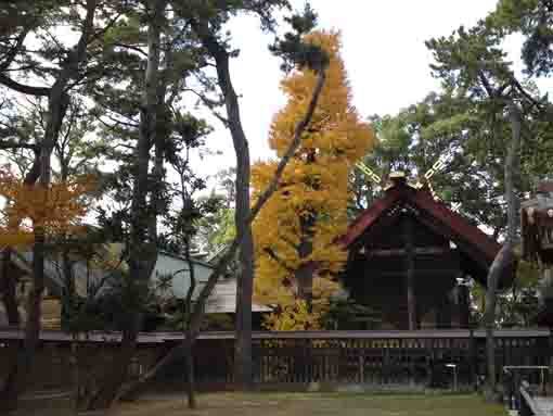 fall in Oohi Jinja in Funabashi