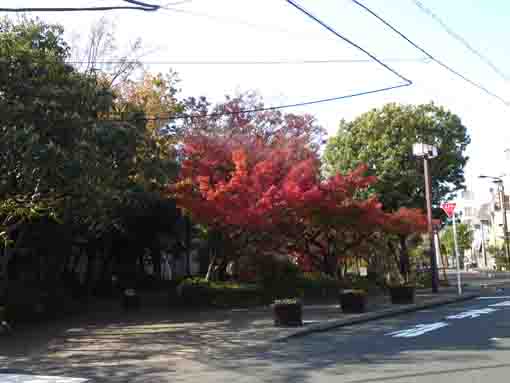 船堀の親水公園の紅葉
