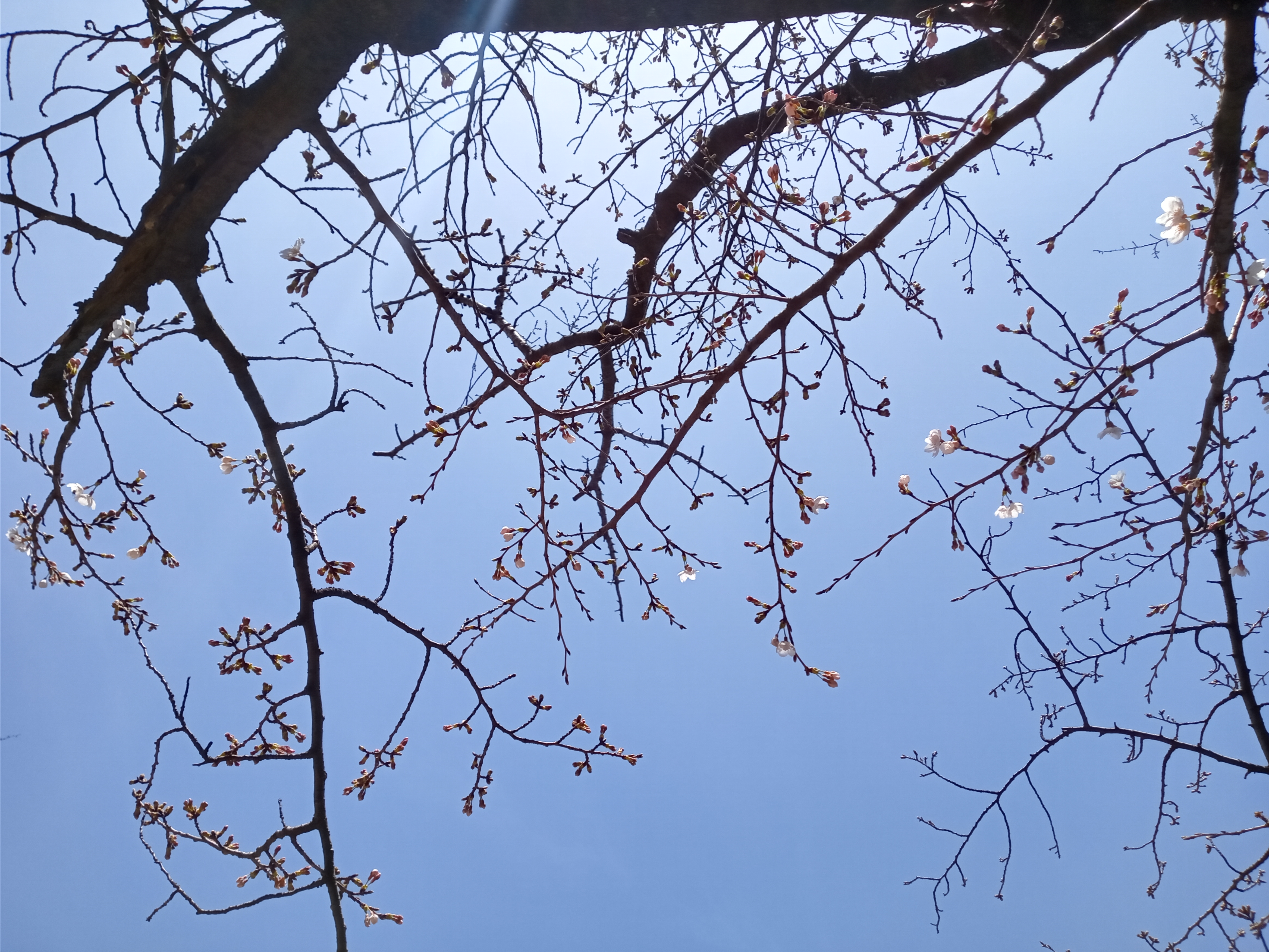 2021年春船堀スポーツ広場に咲く桜の花々２