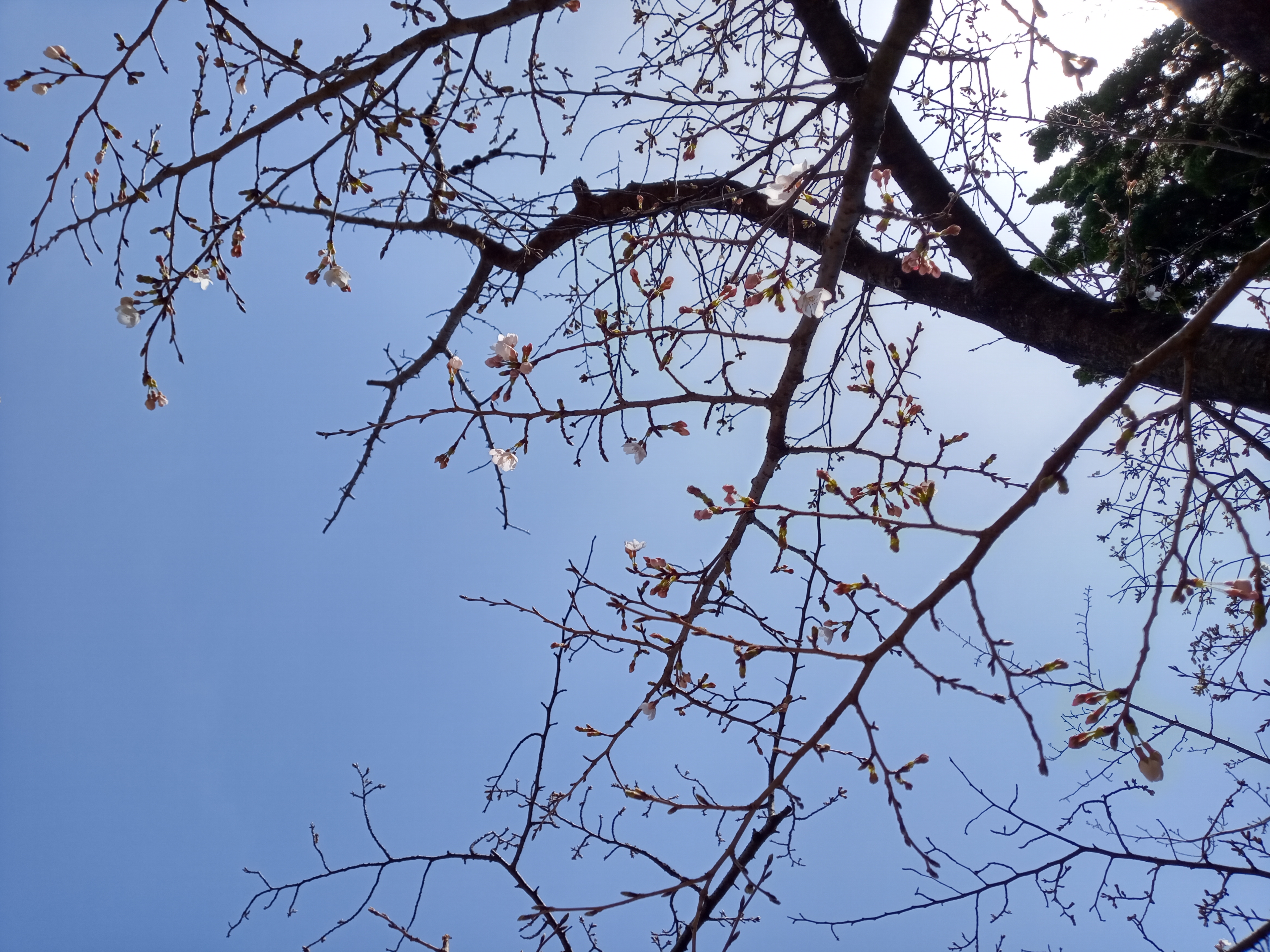 2021年春船堀スポーツ広場に咲く桜の花々３
