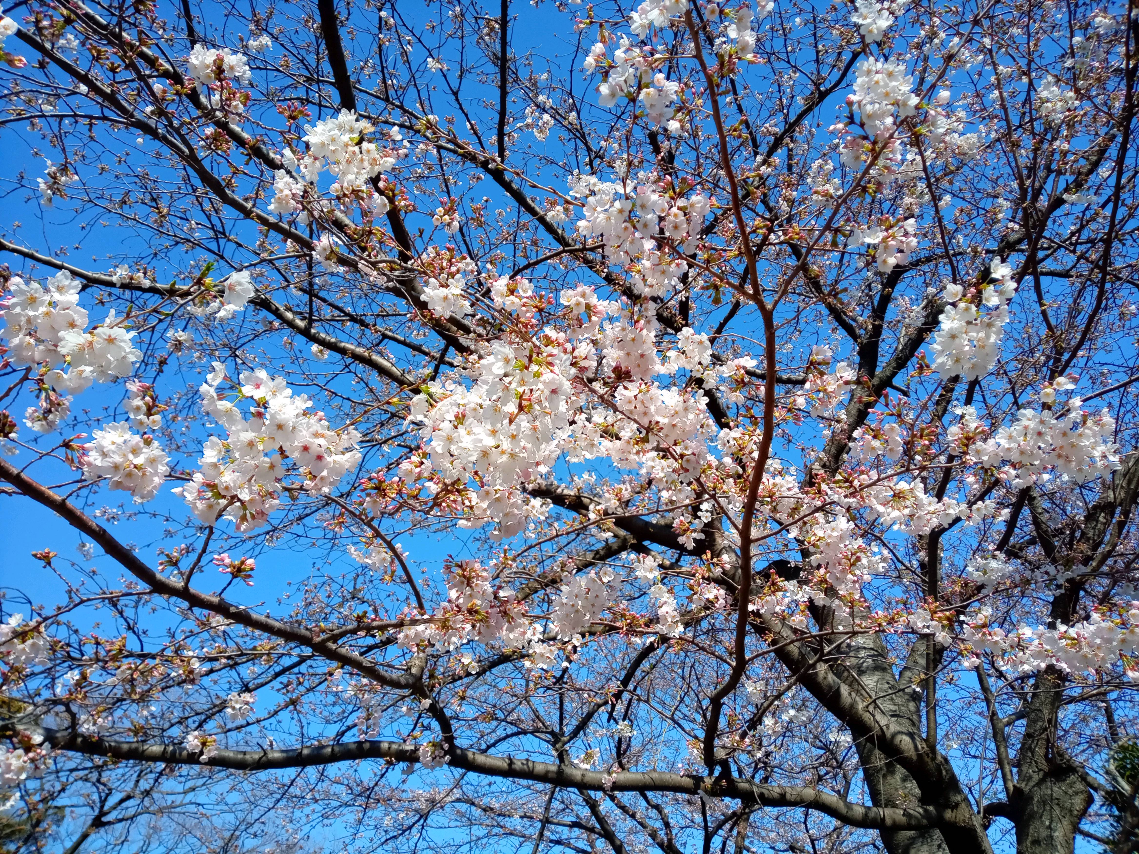 2021年春船堀スポーツ広場に咲く桜の花々４