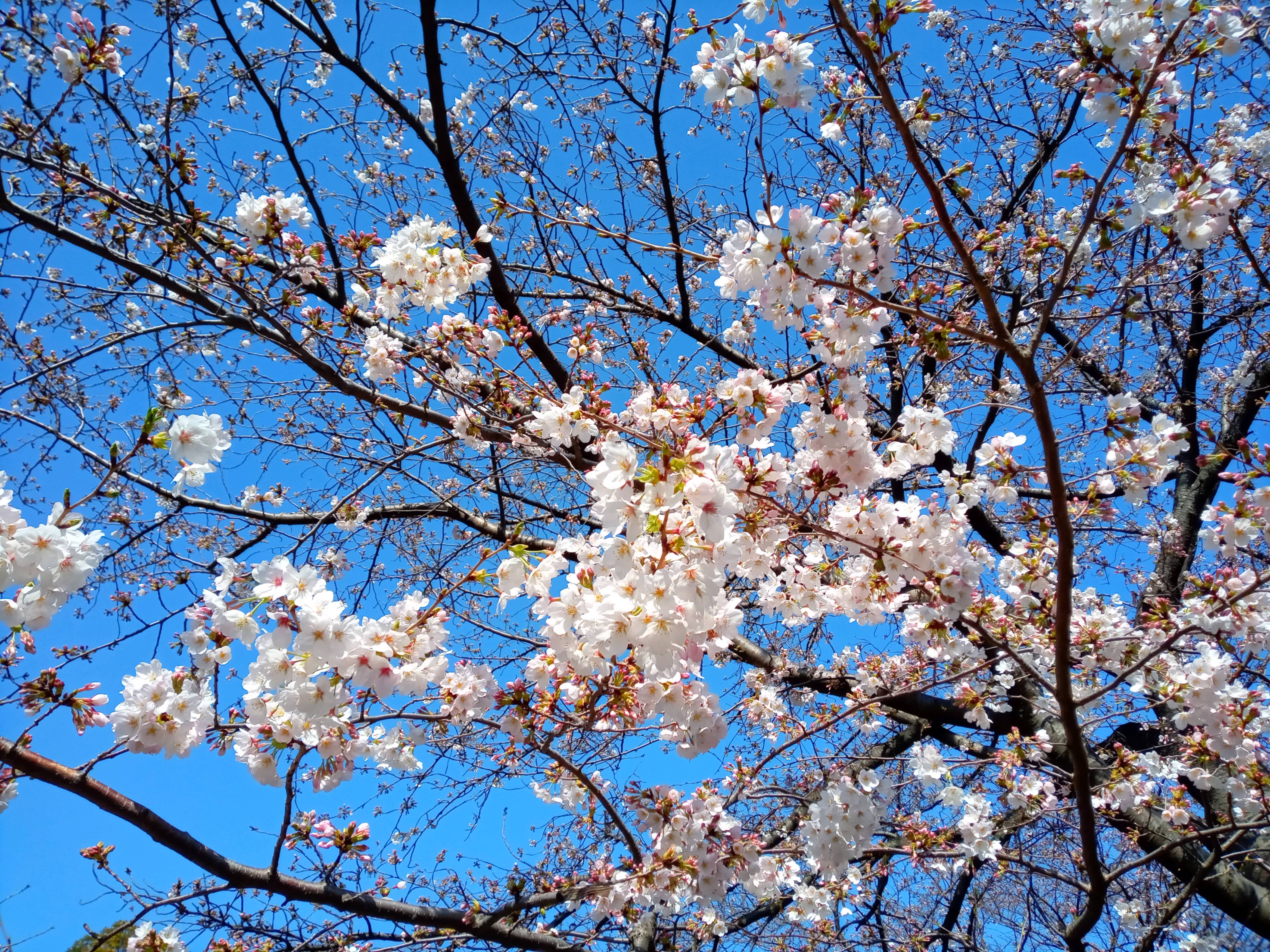 2021年春船堀スポーツ広場に咲く桜の花々５