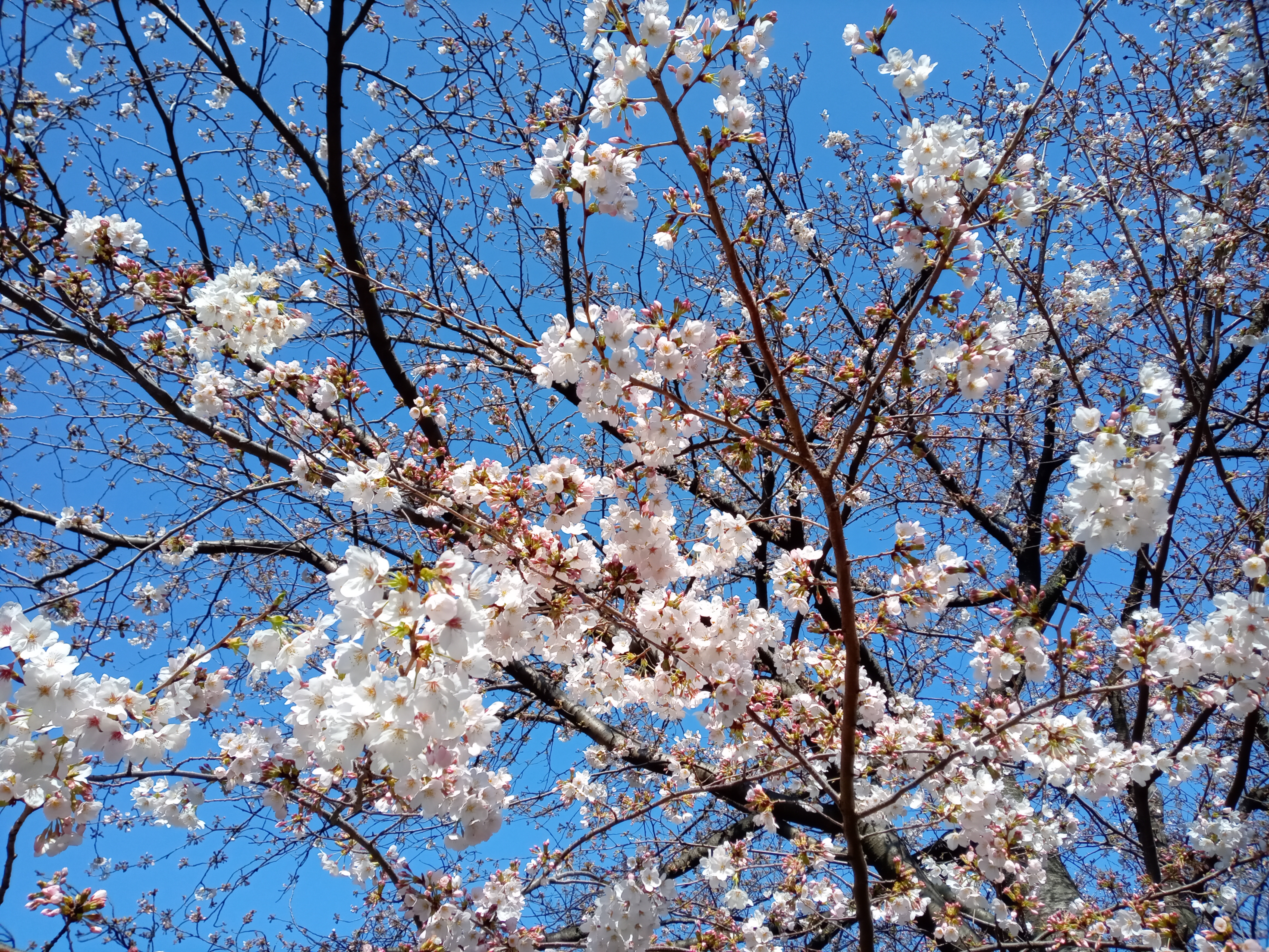 2021年春船堀スポーツ広場に咲く桜の花々６