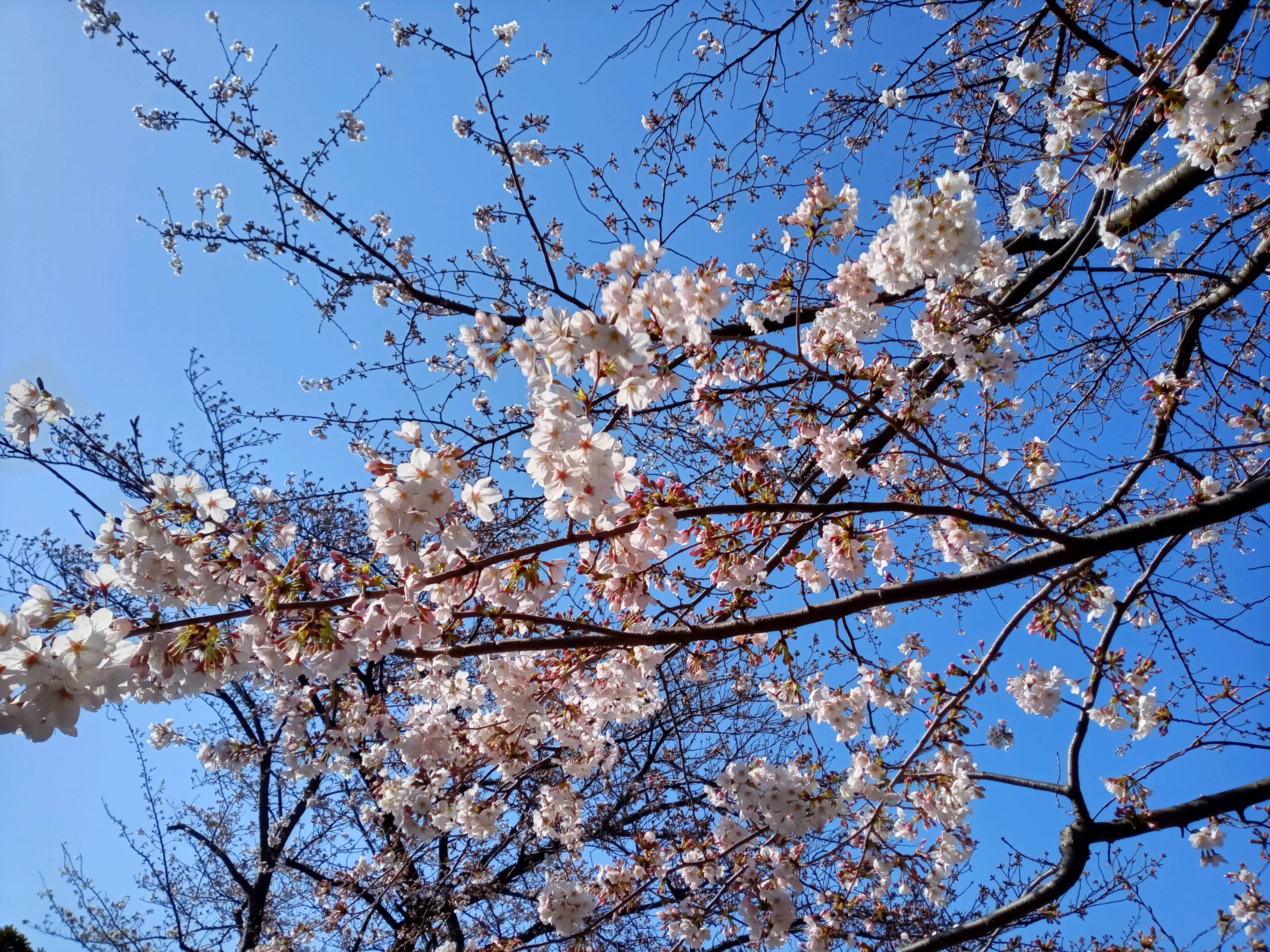 2021年春船堀スポーツ広場に咲く桜の花々７