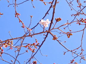令和３年船堀スポーツ公園桜の開花１
