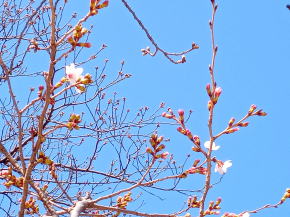 令和３年船堀スポーツ公園桜の開花２