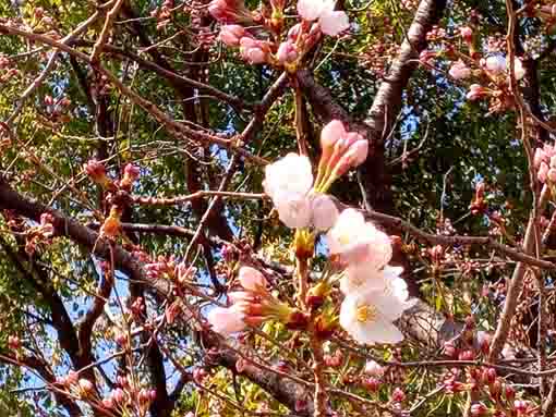 令和４年船堀スポーツ広場桜の開花１