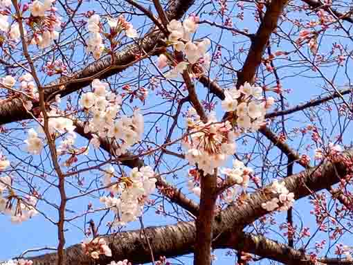 令和４年船堀スポーツ広場桜の開花２