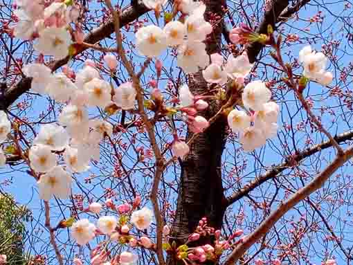 令和４年船堀スポーツ広場桜の開花３