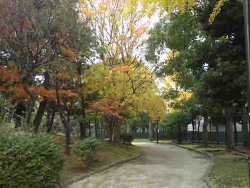 ふれあいの森宇喜田公園の秋の小径