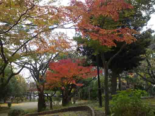 colored maple trees in Fureai no Mori Park