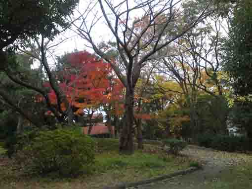 ふれあいの森宇喜田公園の晩秋の紅葉