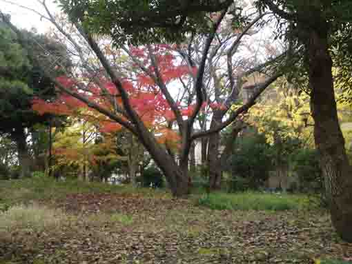fall in the forest in Fureai no Mori Park