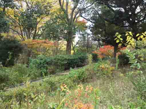 ふれあいの森宇喜田公園の秋の自然