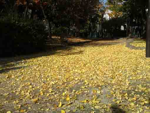 scattered gingko leaves in Fureai no Mori