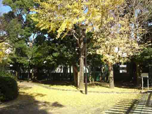 ふれあいの森宇喜田公園の公孫樹の葉