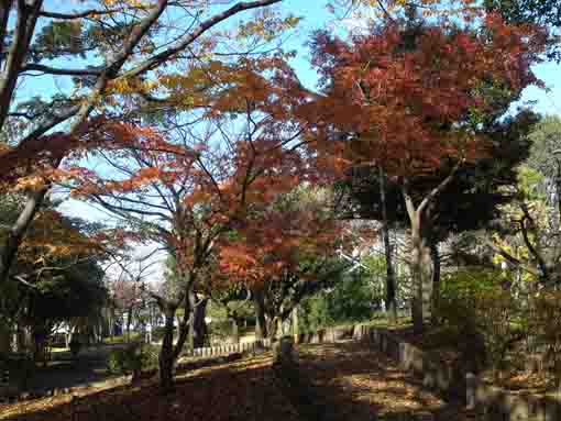 colored maple leaves in Furai no Mori Park
