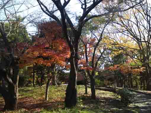 late fall in Fureai no Mori Park
