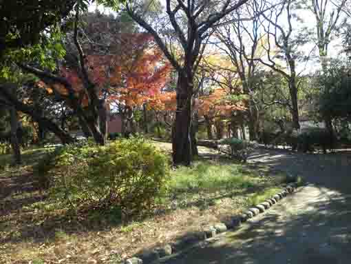 ふれあいの森宇喜田公園の秋の森