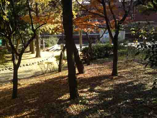 scattered maple leaves in Fureai no Mori