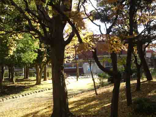 colored leaves on Fureai no Mori Ukita Park