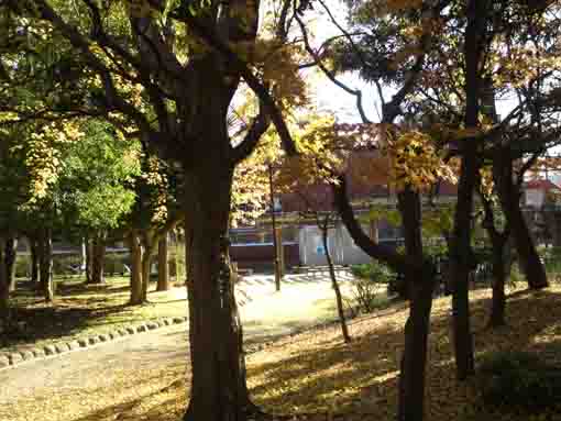 ふれあいの森宇喜田公園の紅葉１