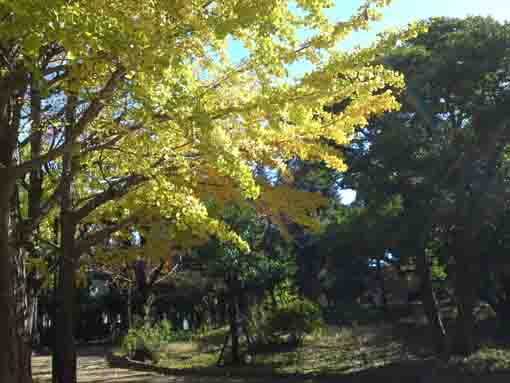gingkoes in Fureai no Mori Ukita Park