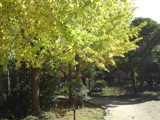 ふれあいの森宇喜田公園の公孫樹並木