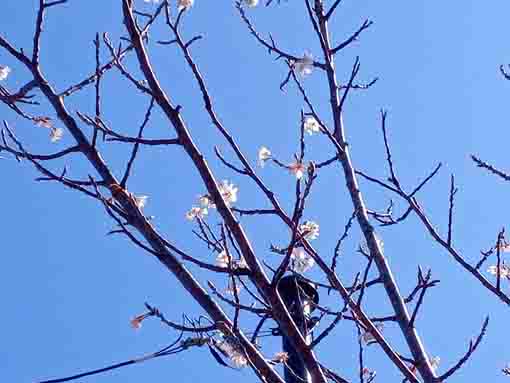 古川親水公園の唐実桜の白い花