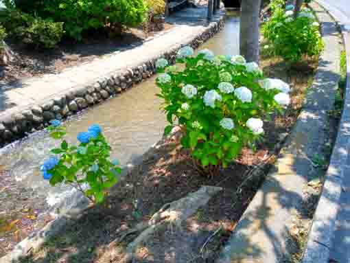 令和３年古川親水公園に咲く紫陽花の花①