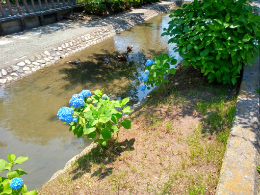 令和３年古川親水公園に咲く紫陽花の花②