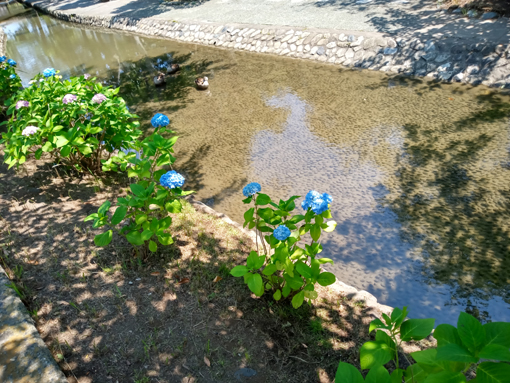 令和３年古川親水公園に咲く紫陽花の花③