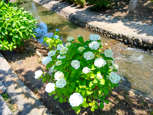 令和３年古川親水公園に咲く紫陽花の花④