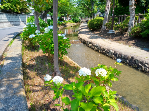 令和３年古川親水公園に咲く紫陽花の花⑤