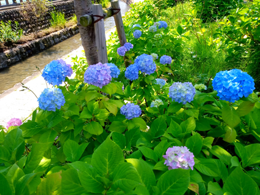 令和３年古川親水公園に咲く紫陽花の花⑦