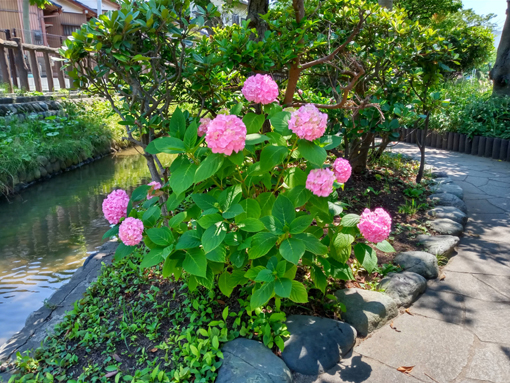 令和３年古川親水公園に咲く紫陽花の花⑧