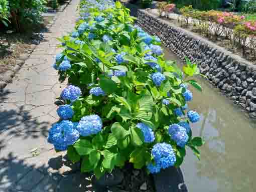 令和３年古川親水公園に咲く紫陽花の花⑨