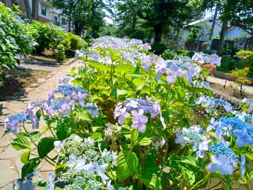 令和３年古川親水公園に咲く紫陽花の花⑩