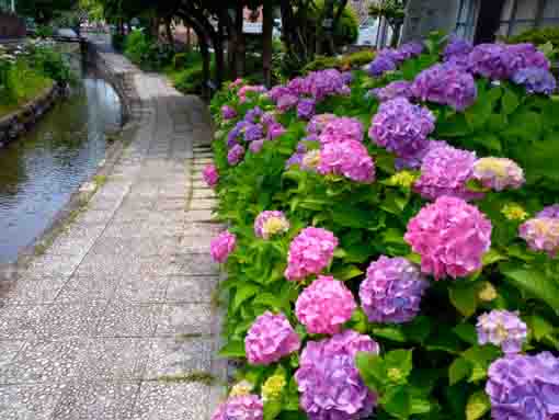 令和３年古川親水公園に咲く紫陽花の花⑬