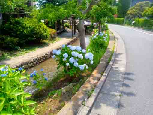 令和３年初夏の須和田公園のバラ園