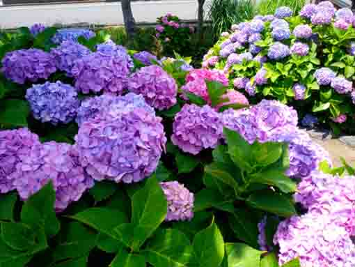 令和３年古川親水公園に咲く紫陽花の花⑪