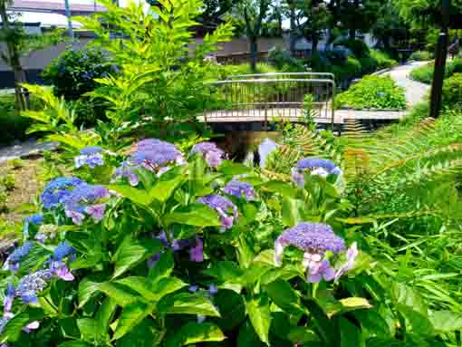 令和３年古川親水公園に咲く紫陽花の花⑫