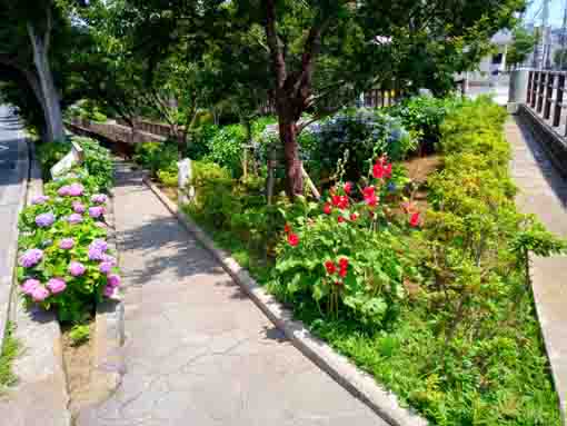 令和３年古川親水公園に咲く紫陽花の花⑭