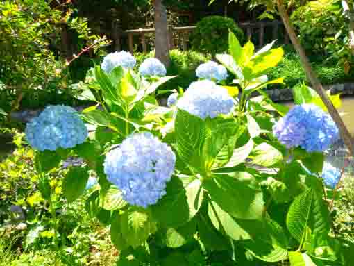 古川親水公園日差しを受けた蒼い紫陽花