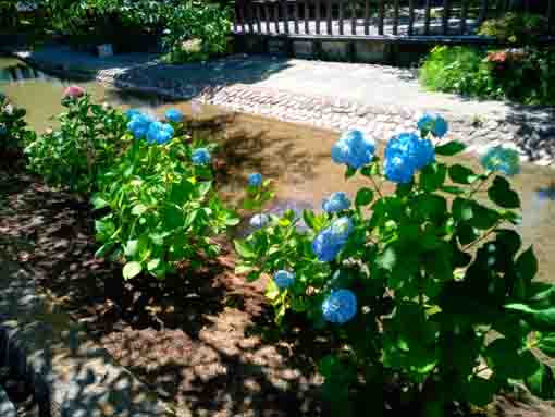 古川親水公園川岸に咲くアジサイの花