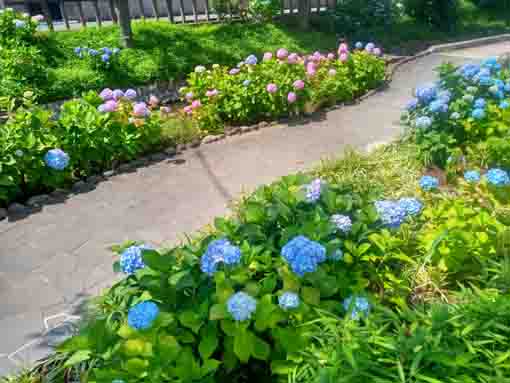 古川親水公園を埋めるように咲く紫陽花