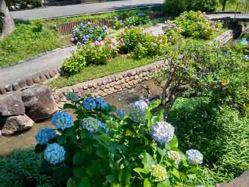 古川親水公園の岸辺を埋める紫陽花の花