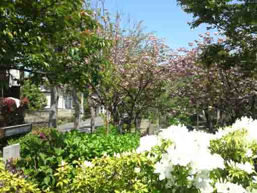 古川親水公園のツツジと八重桜