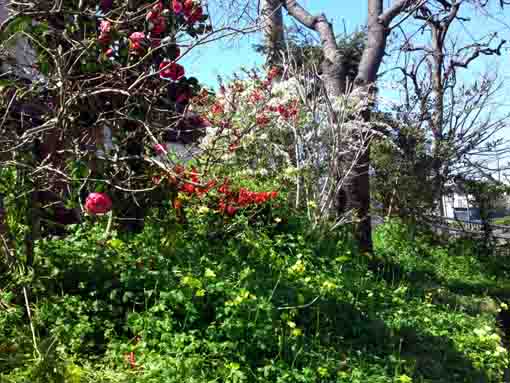 spring flowers on the bank of Furukawa