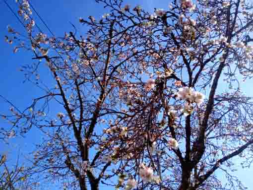 令和３年秋古川親水公園に咲く十月桜１